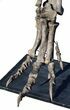 Allosaurus Leg On Custom Mount - Reduced Price #56532-2